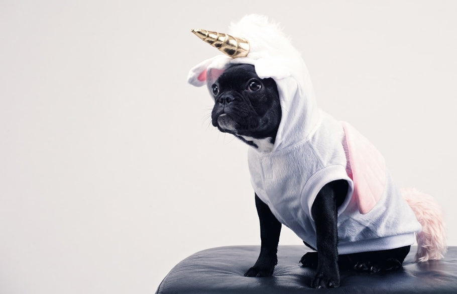Best DIY Halloween Dog Costumes