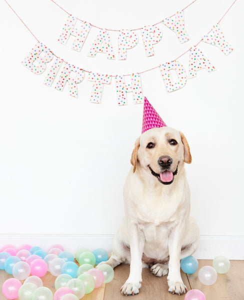 7 Ways to Throw a Birthday Party for Your Dog