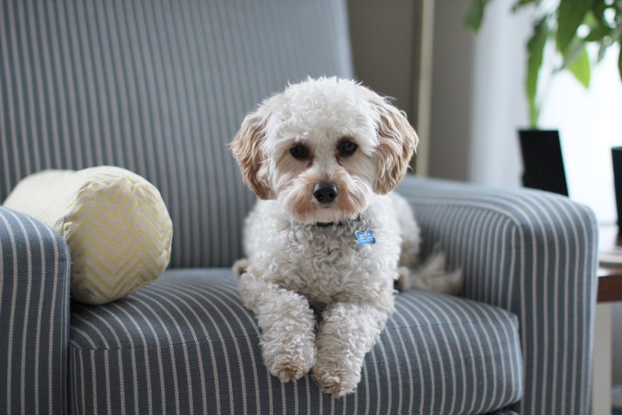 10 Helpful Tips on How to Calm an Anxious Dog