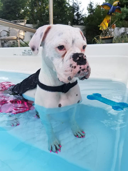 Dog of the Month - White Boxer - July 2018 - Dog Id Collar