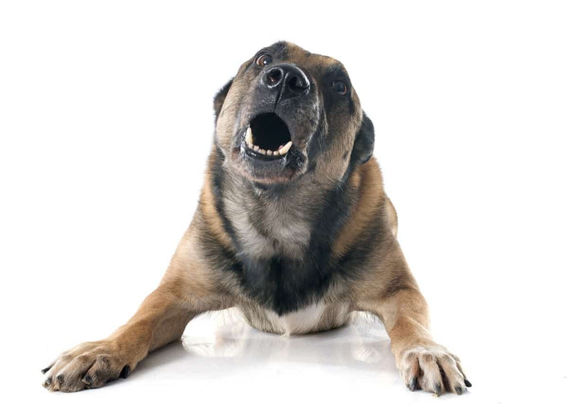 A Dog's Life - The Real Story Behind Dog Barking