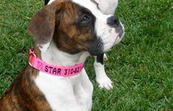 Light Pink Personalized Dog Collar on Star