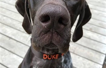 Duke wearing his personalized dog collar