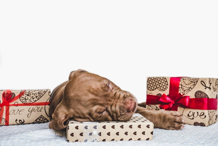 The Best Holiday Gifts for Dogs