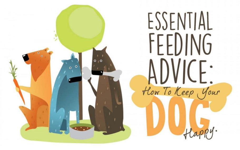 Essential Feeding Advice: How to Keep Your Dog Happy
