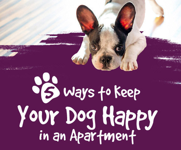 5 Ways To Keep Your Dog Happy in an Apartment