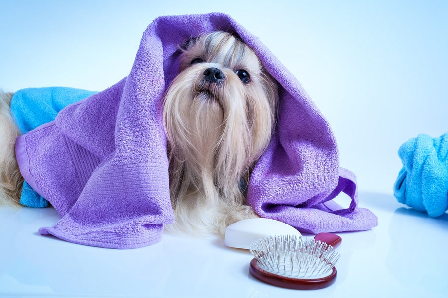 Dog Grooming Tips For First Time Owners