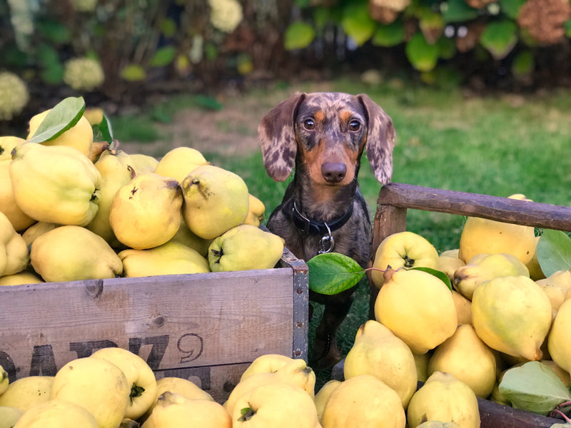 Fruits and Vegetables That are Safe for Dogs