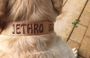 Light Brown Dog ID Collar on Jethro