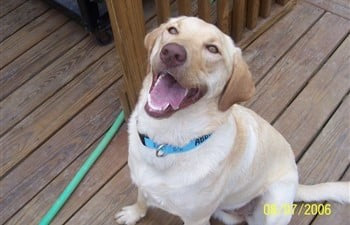 Lab showing off light blue embroidered dog collar